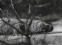 Image from: Giant Gila Monster, The (1959)