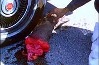 Image from: Weasels Rip My Flesh (1979)