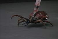 Image from: Ticks (1993)