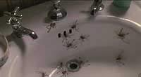 Image from: Arachnophobia (1990)