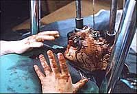 Image from: Toxic Avenger, The (1984)