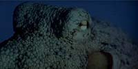 Image from: Tentacoli (1977)