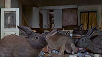 Image from: Night of the Lepus (1972)