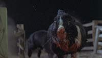 Image from: Night of the Lepus (1972)