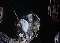 Image from: Garden of the Dead (1972)