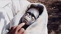 Image from: Schlock (1973)