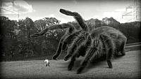 Image from: Giant Spider, The (2013)