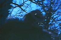 Image from: Night Fright (1967)