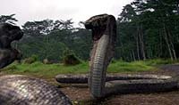 Image from: Komodo vs. Cobra (2005)