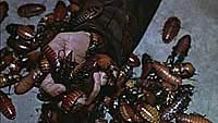 Image from: They Nest (2000)