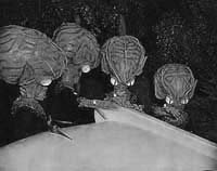 Image from: Invasion of the Saucer Men (1957)