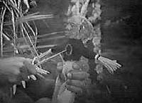 Image from: From Hell It Came (1957)