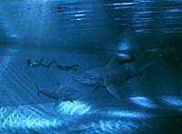 Image from: Dark Waters (2003)