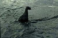 Image from: Incident at Loch Ness (2004)