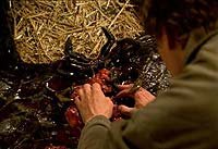 Image from: Larva (2005)