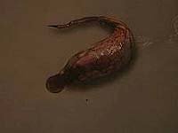 Image from: Larva (2005)