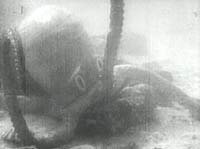 Image from: 20,000 Leagues Under the Sea (1916)