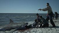 Image from: Zombie Shark (2015)