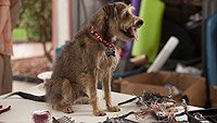 Image from: Robo-Dog (2015)